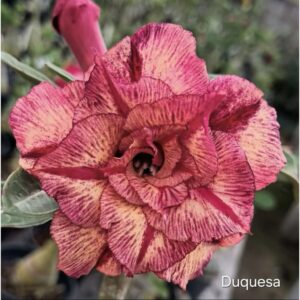 Big Caudex - Rosa Do Deserto Duquesa