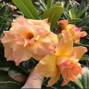 Big Caudex - Rosa Do Deserto Dunhuang 2