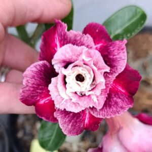 Big Caudex - Rosa Do Deserto Cn 146