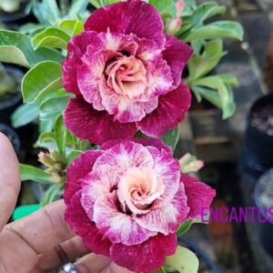 Big Caudex - Rosa Do Deserto Encantus