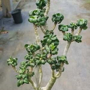 Big Caudex - Rosa Do Deserto Mini Bodidharma DHA