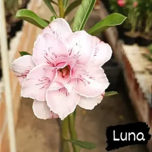 Big Caudex - Rosa Do Deserto Luna