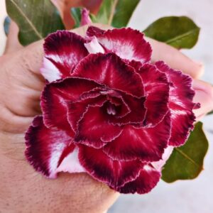 Big Caudex - Rosa Do Deserto Brd 8