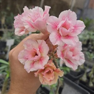 Big Caudex - Rosa Do Deserto LM 23