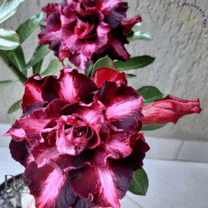 Big Caudex - Rosa Do Deserto Yu Jiao