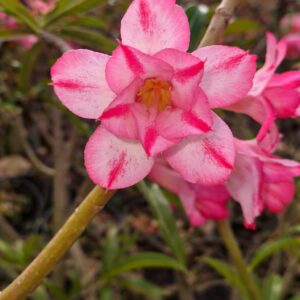 Big Caudex - Rosa Do Deserto Jujuba