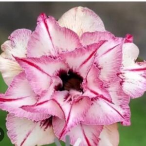 Big Caudex - Rosa Do Deserto Lilly