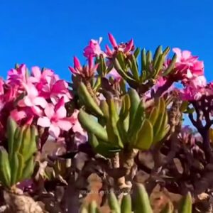 Big Caudex - Rosa Do Deserto Socotranum Enxertada