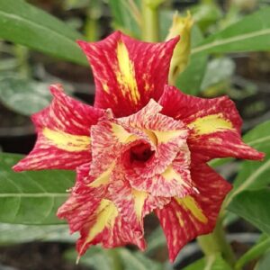 Big Caudex - Rosa Do Deserto Mistral