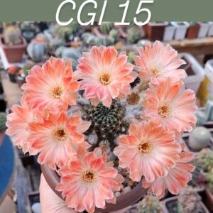 Lobivia Hibridas(CGI15)