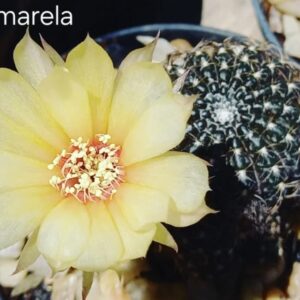 Lobivia Hibridas(TAI AMARELA )