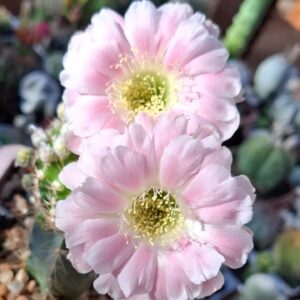 Lobivia Hibridas(PP021)