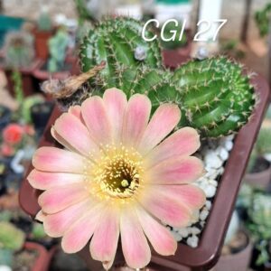 Lobivia Hibridas(CGI27)