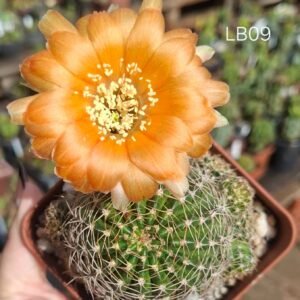 Lobivia Hibridas(LB09)