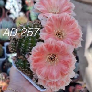 Lobivia Hibridas(AD257)