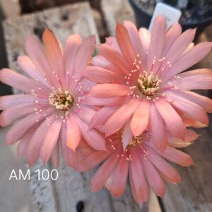 Lobivia Hibridas(Am100)