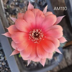 Lobivia Hibridas(Am110)