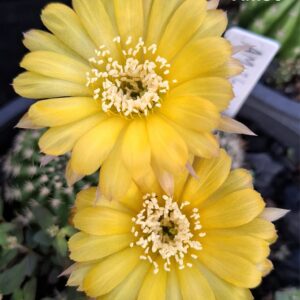 Lobivia Hibridas(Am36)