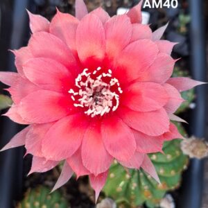 Lobivia Hibridas(Am40)