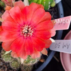 Lobivia Hibridas(Am50)