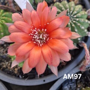 Lobivia Hibridas(Am97)