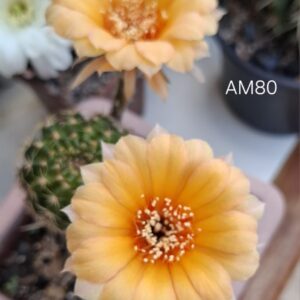 Lobivia Hibridas(Am80)