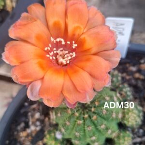 Lobivia Hibridas(Adm30)