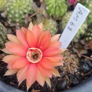 Lobivia Hibridas(Am68)