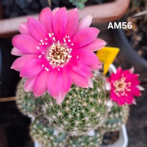 Lobivia Hibridas(Am56)